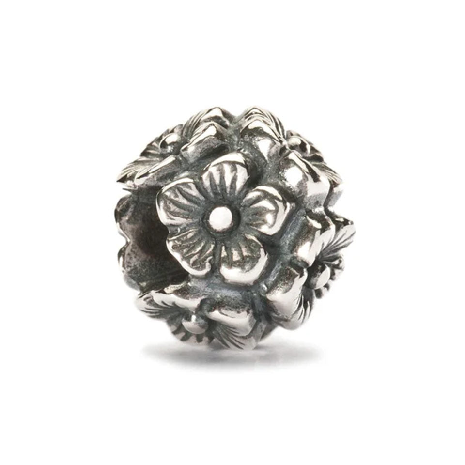 Fiore di sambuco